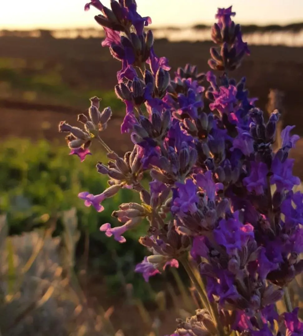Bio Agriturismo Le Giunchiglie Alberese Farm stay