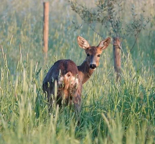 אלברזה Bio Agriturismo Le Giunchiglie